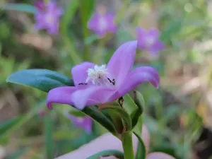 Wildflower are great in spring and in summer