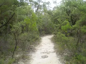 Track down to Lyrebird Lookout