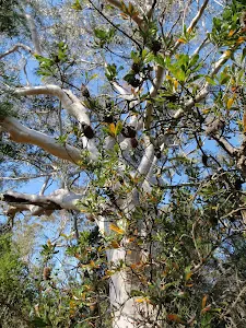Large Squiggly gum at the top of 'The Defile' track