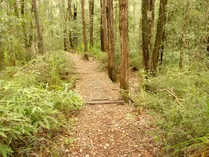Track over old timber footbridge in the Watagans