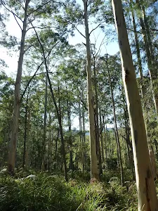 Tall forest near the Kedumba River