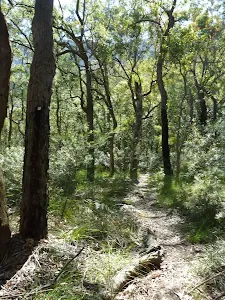 Mt Solitary track east of the Kedumba River