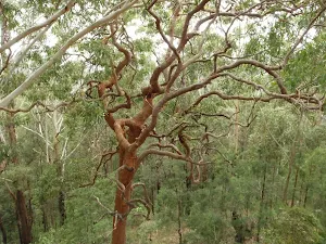 Looking down on the trees