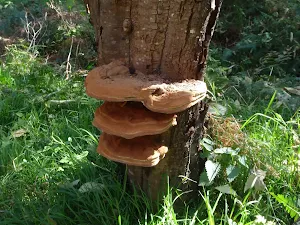 Fungus Growing on Tree