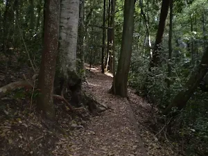The track between Bola Creek and Lady Carrington Dr.