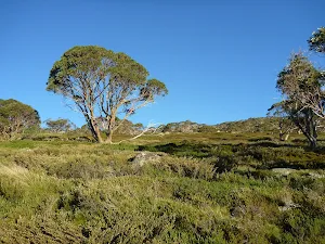 Snow gums and heath beside track