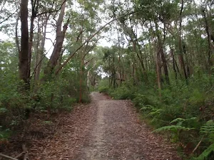 Cascades Heading through the bush