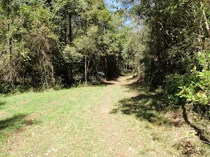 Old management trail