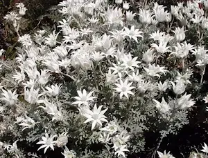 Flannel Flower