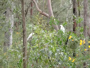 Cockatoos eating in bush