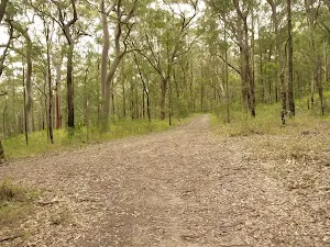 Management trail through forest near Mt Sugarloaf