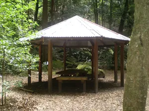 Leura Forest