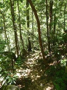Track through the forest