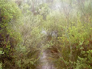 Track from engravings to service trail
