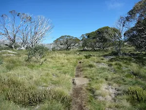 Walking along the Porcupine Track