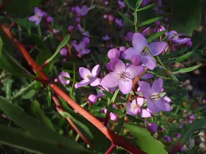 Boronia Pinnata wildflowers in Popran National Park