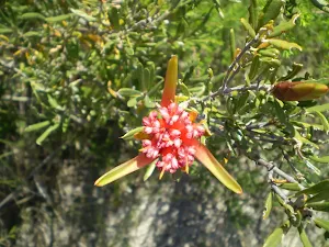 Lambertia formosa (Mountain Devil) along the Marley Head Bushtrack