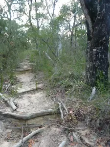 Roots exposed on Fredericks Track