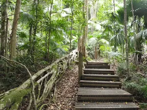 Steps beside fig tree tube