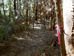 Pink markers on track
