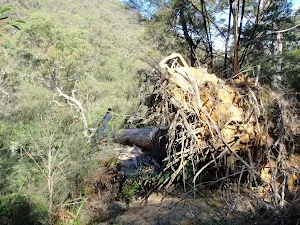 Fallen tree on Defile Track