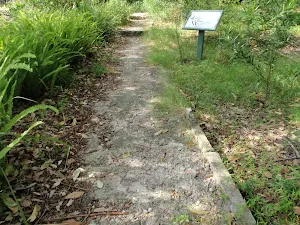 Mt Trefle Track