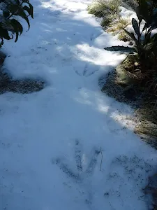 Friends' footprints in fresh snow