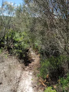 Overgrown track on Grass Tree Track
