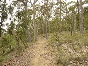 Green track on Mt Sugarloaf