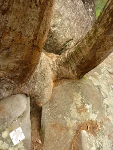 Tree squeezing out of the rock