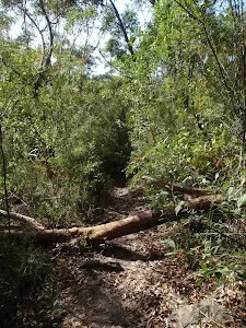 Natural Bridge track