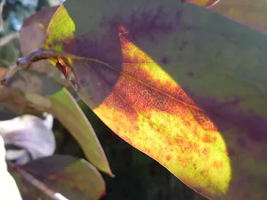 Re-growth