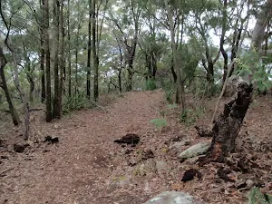 Walking through the forest Midway Trail