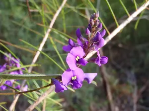False Sarsparilla (Hardenbergia Violacea) adds a splash of colour July-October