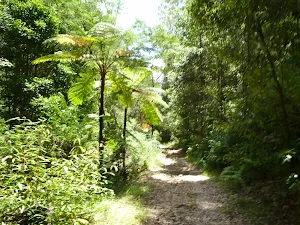 Fern trees and moist forest in the upper Lane Cove Valley