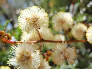 Flowers in Garigal national park (Currie Rd track)