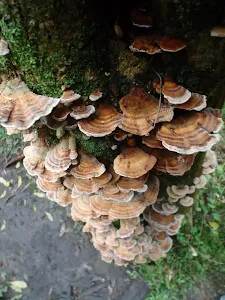 Fungus on tree