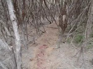 Track through the thick bush to Mowarry Point