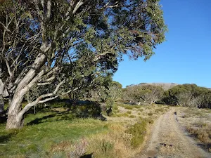Cascade Trail at the tree line south of the Threbo River