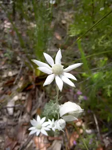 Actinosus sp. (Flannel Flower)