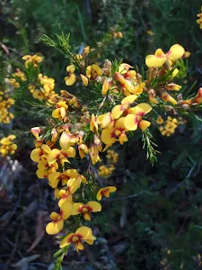 Flowers in heath