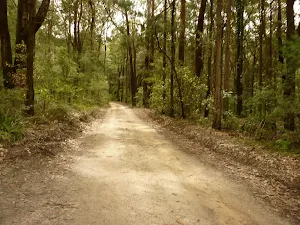 Road to Turpentines campsite in the Watagans