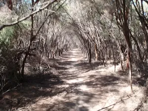 Track parallel to Bondi Lake