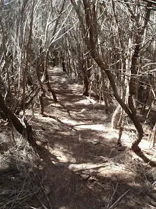 Track through the heath