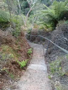 Lyrebird Dell Track