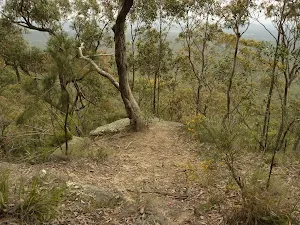 Tree with view beyond near Mt Sugarloaf