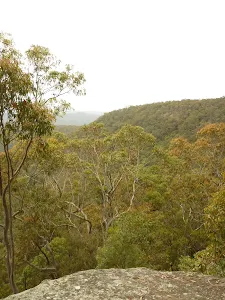 Views of forest near Mt Sugarloaf