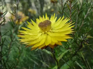Xerochrysum bracteatum (paper daisy)