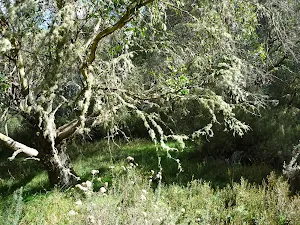 Old Mans Beard growing on the tree