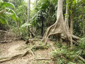 Strangler Fig